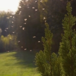 Insektsbett – tips och råd!